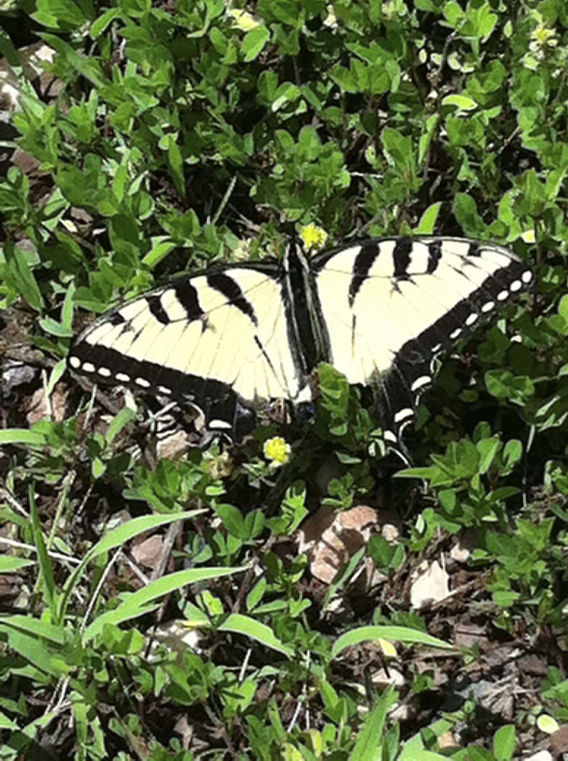 A butterfly that we stumbled onto at the KPC Peace Park. 
