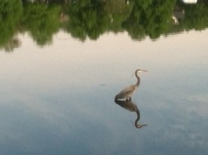A blue heron at the lake near my home.