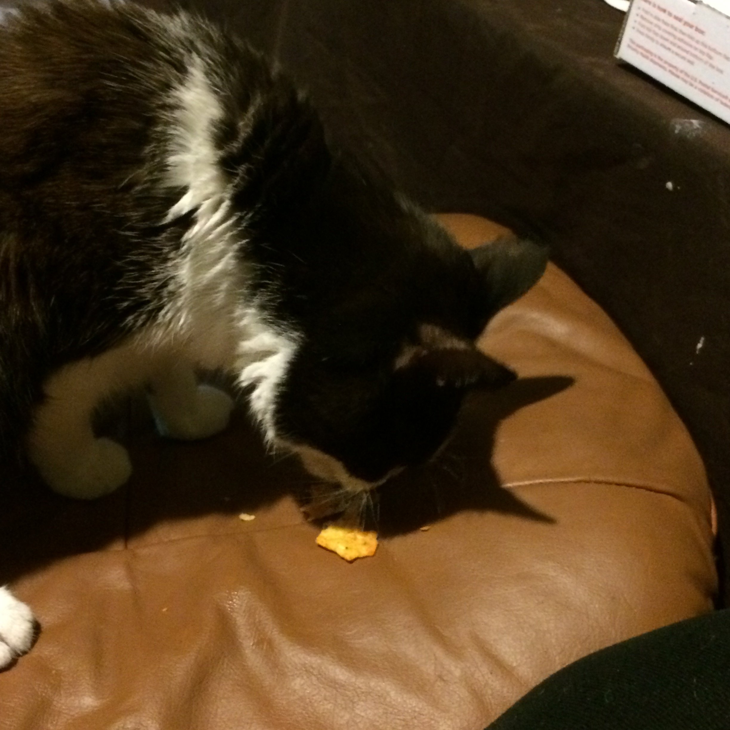 The last picture I have of Jade, from the night before I took her in. She wasn't eating much, but she'd sometimes still get excited about Doritos. 