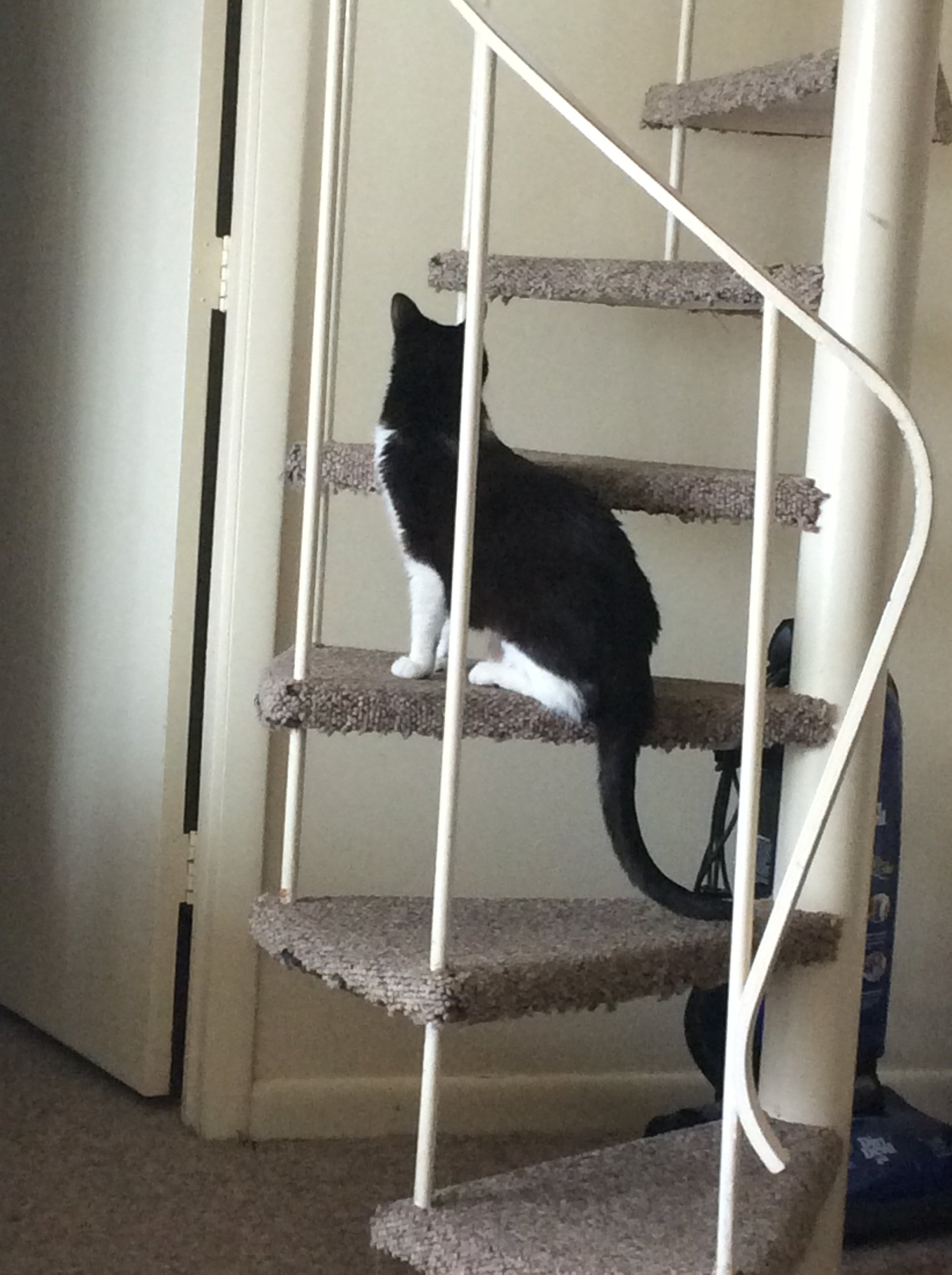Exploring the stairs at the condo