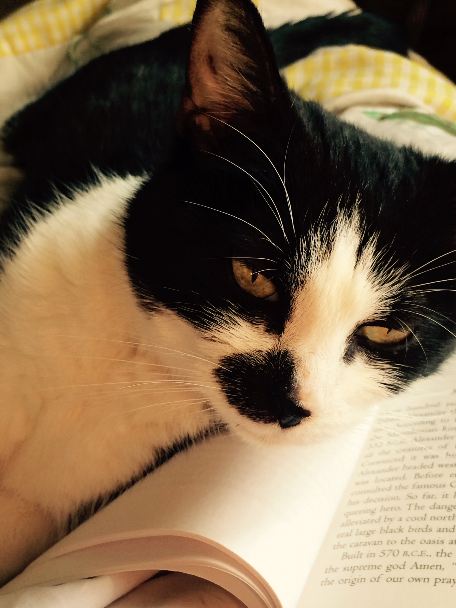 Doing some heavy reading 